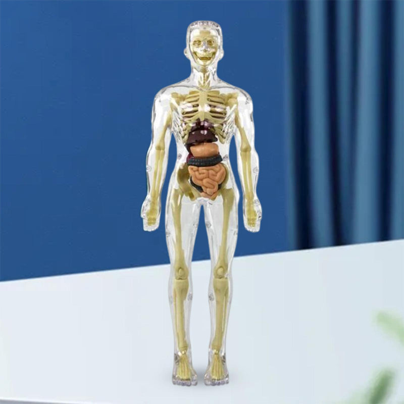 Anatomiczny model szkieletu 3D - zabawka