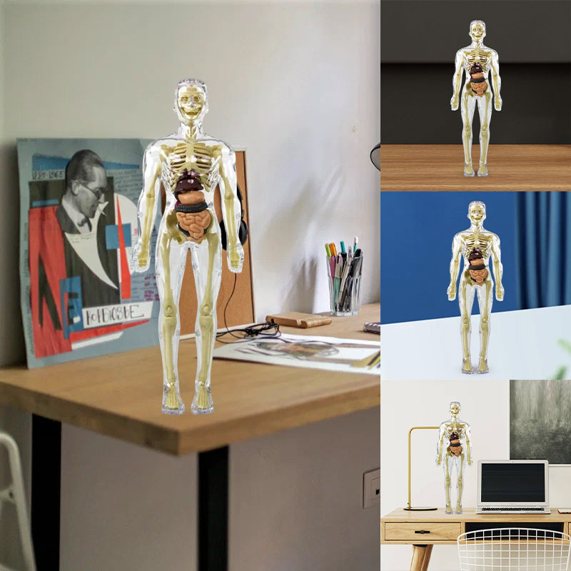 Anatomiczny model szkieletu 3D - zabawka