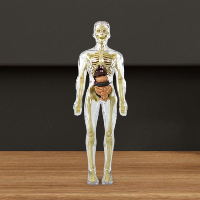 Anatomiczny model szkieletu 3D - zabawka