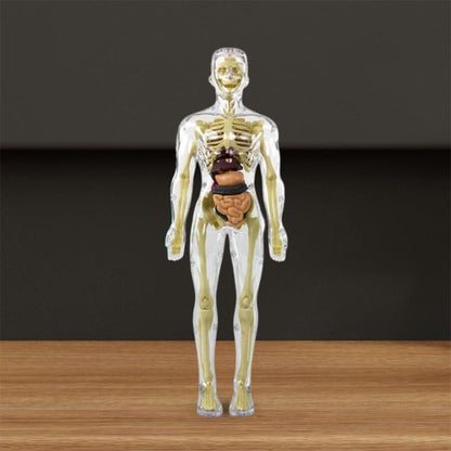 Anatomiczny model szkieletu 3D - zabawka