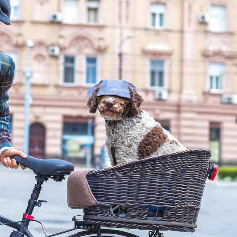 Zewnętrzna osłona przeciwsłoneczna dla psów